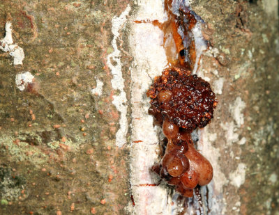 sap oozing from a white pine tree