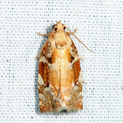 3653 - Oak Leafroller Moth - Archips semiferana