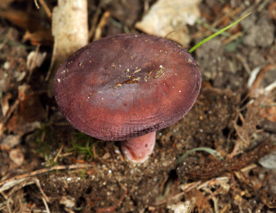 Russula mariae