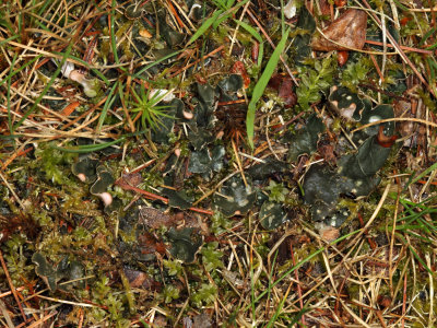 Peltigera membranacea (dog lichen)