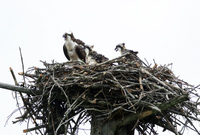 Osprey - Pandion haliaetus