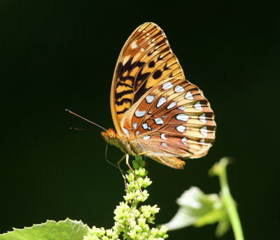 Great Spangled Fritillary - Speyeria cybele