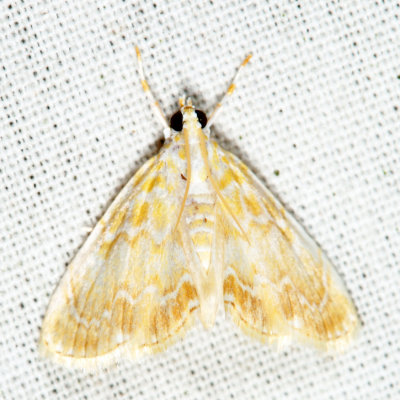 4869 - Common Glaphyria - Glaphyria glaphyralis