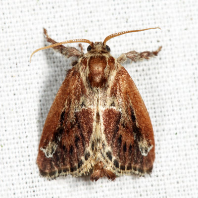 4685 - Purple-crested Slug Moth - Adoneta spinuloides