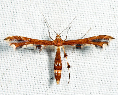 Geina buscki or tenuidactylus