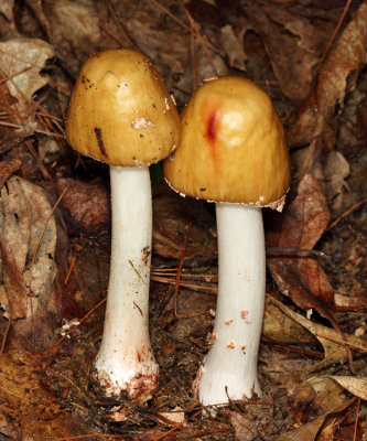 Amanita rubescens