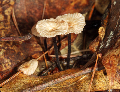 Marasmius rotula