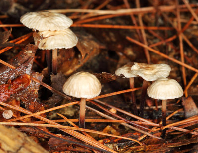 Marasmius rotula