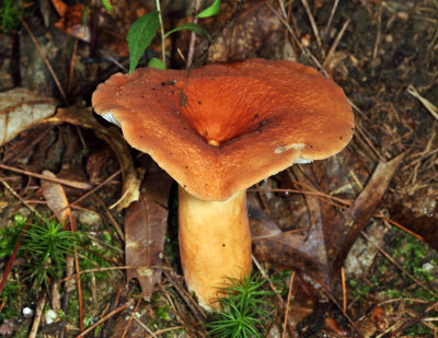 Lactarius corrugis