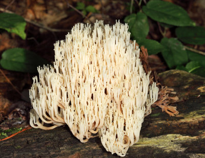 Coral & Club Fungi