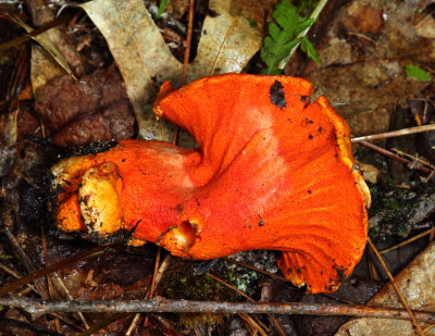 Hypomyces lactifluorum (Lobster Mushroom)