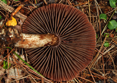 Cortinarius armillatus