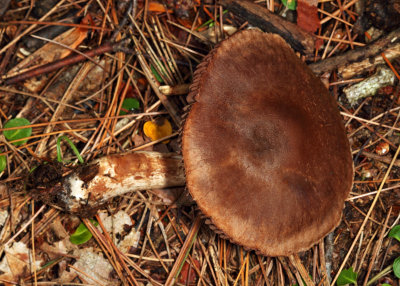 Cortinarius armillatus