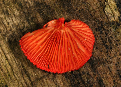 Crepidotus cinnabarinus