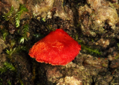 Crepidotus cinnabarinus