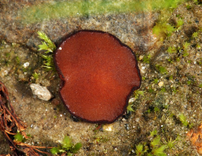 Trichophaea brunnea