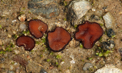 Trichophaea brunnea