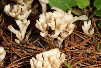 Jellied False Coral Fungus - Sebacina schweinitzii 