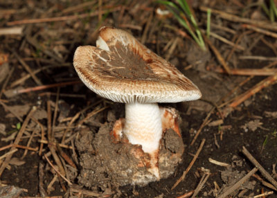 Amanita volvata