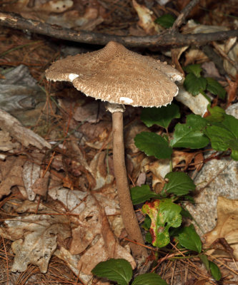 Macrolepiota procera