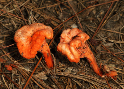 Cantharellus cinnabarinus (Chanterelle)