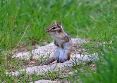 Eastern Chipmunk - Tamias striatus