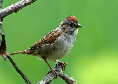 Swamp Sparrow - Melospiza georgiana