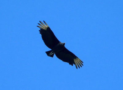 Black Vulture - Coragyps atratus 