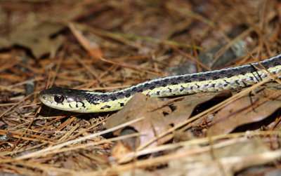 Garter Snake - Thamnophis sirtalis