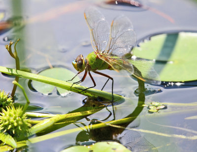 Common Green Darner - Anax junius (laying eggs)