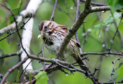 Song Sparrow - Melospiza melodia (eating a moth)