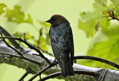 Brown-headed Cowbird - Molothrus ater 