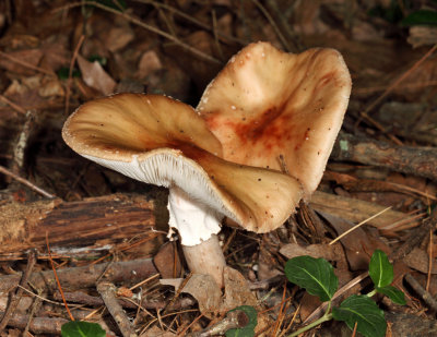 Amanita rubescens (The Blusher)