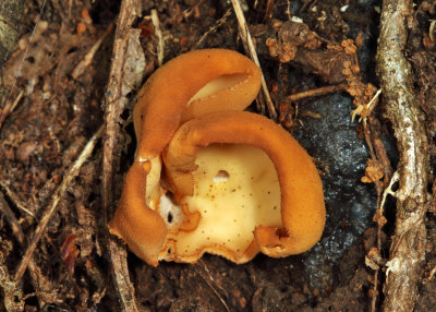 Otidea sp.