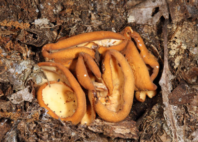 Otidea sp.