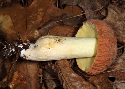 Boletus hortonii