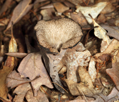 Craterellus fallax (Black Trumpet)