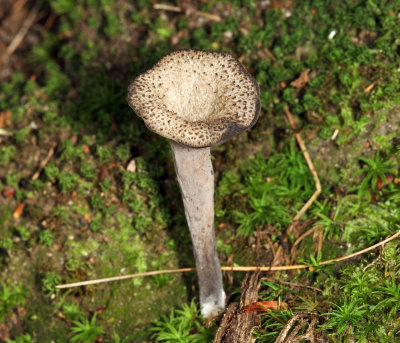 Craterellus fallax (Black Trumpet)