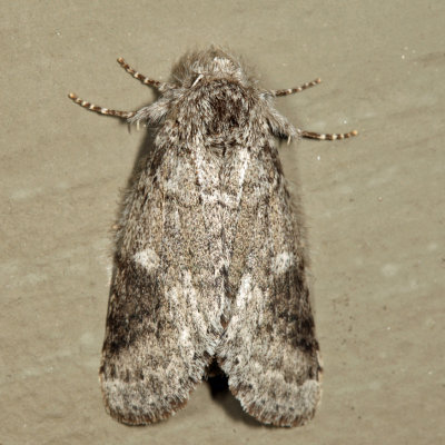 7998 - Variable Oakleaf Caterpillar Moth - Lochmaeus manteo
