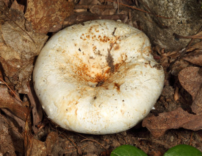 Lactarius deceptivus