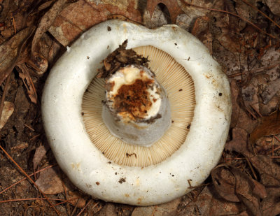 Lactarius deceptivus