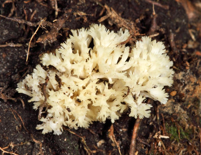 White Coral Fungus - Clavulina coralloides 