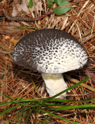 Bolete Mould - Hypomyces chrysospermus