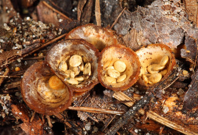 Crucibulum laeve (Bird's Nest Fungi)