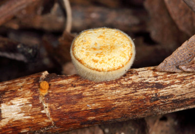 Crucibulum laeve (Bird's Nest Fungi)