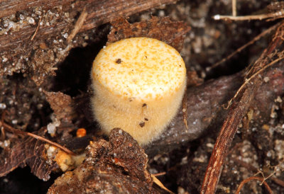 Crucibulum laeve (Bird's Nest Fungi)