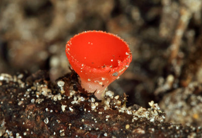 Sarcoscypha occidentalis