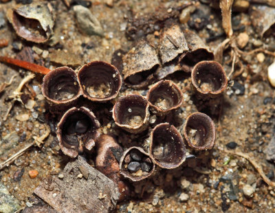 Crucibulum laeve (Birds Nest Fungi)