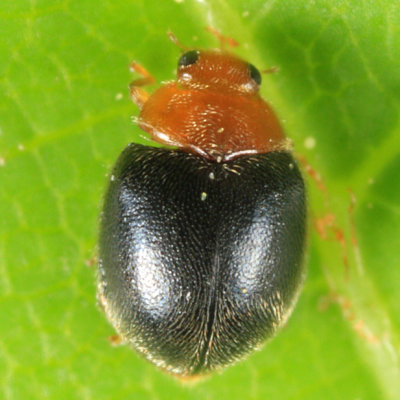 Scymnus cervicalis