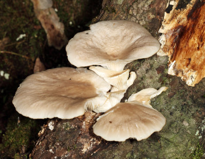 Pleurotus ostreatus (Oyster Mushroom)